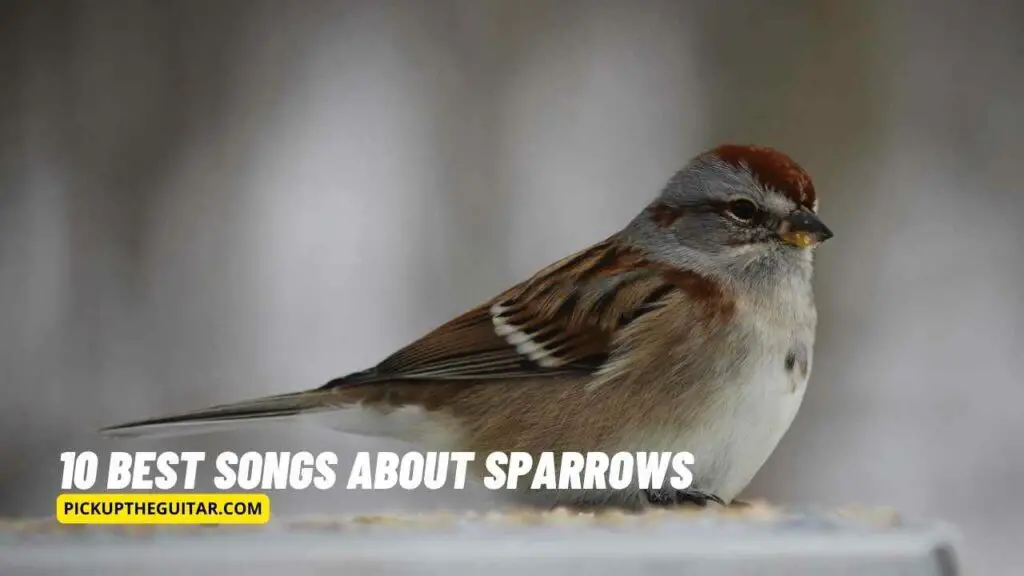 songs-about-sparrows
