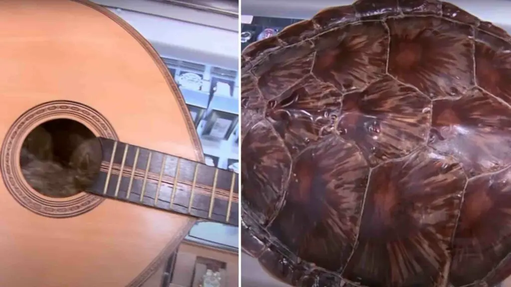 tortoise-shell-guitars